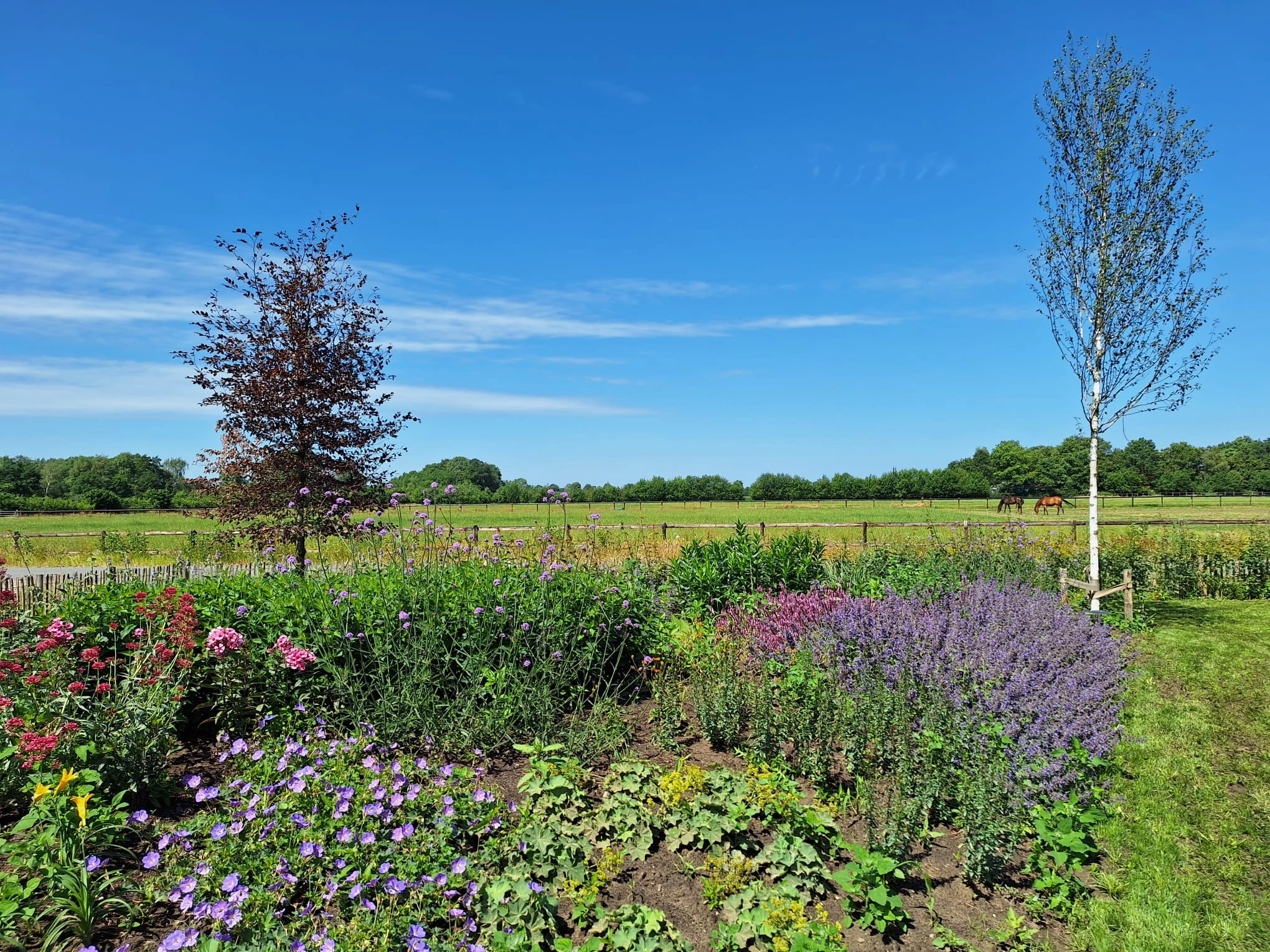 mooie kleuren in groene tuin in harreveld