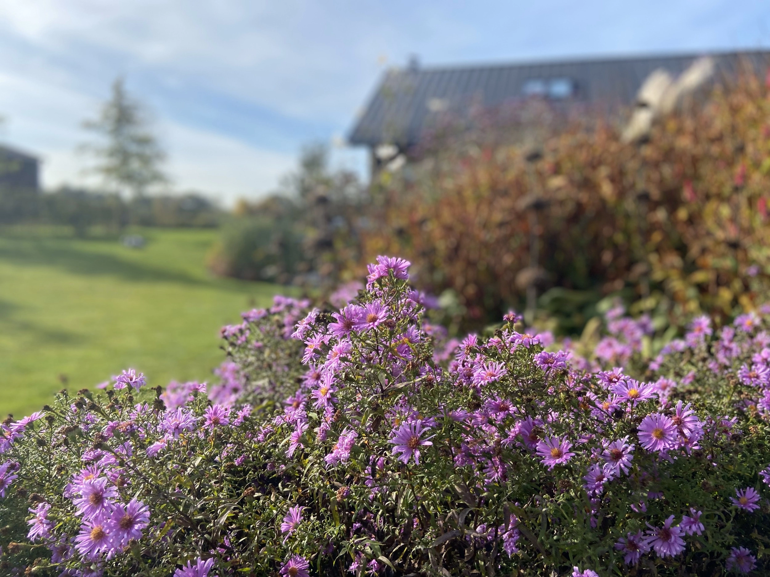 Advies over groen in de tuin - Oscar's Groen