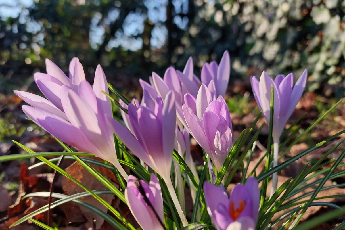Winterklaar maken van je tuin!