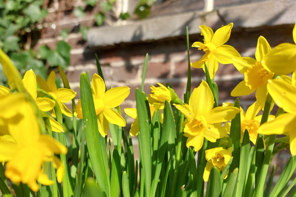 Je tuin in topvorm: het is nú de tijd!